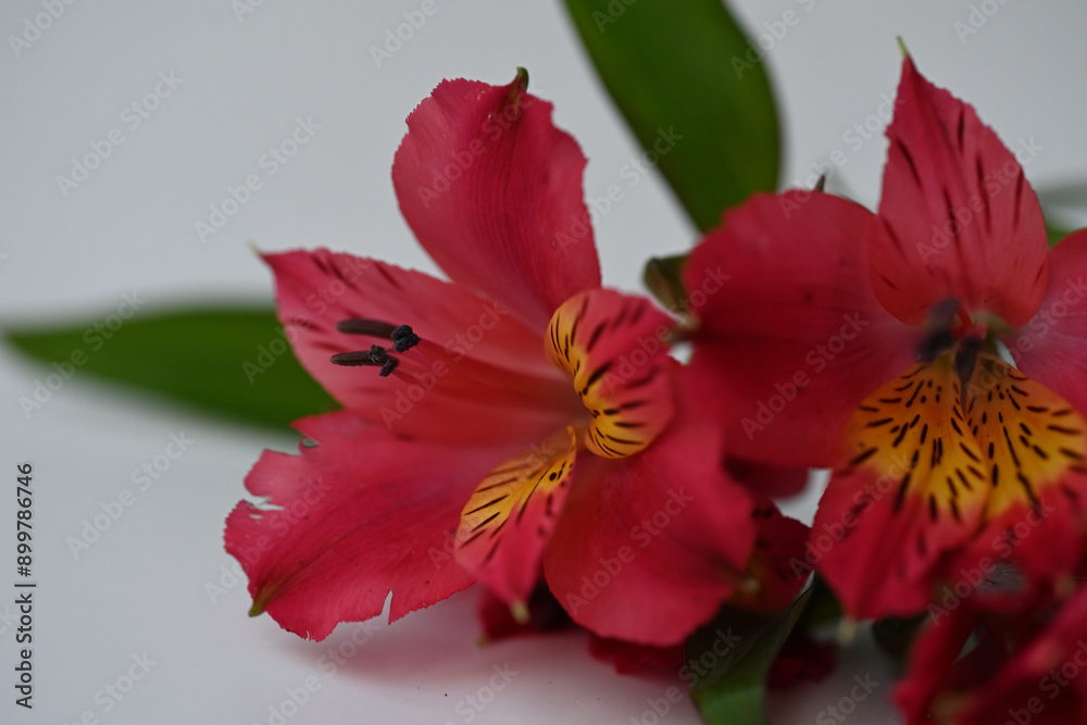 red alstromeria flower in macro photography red alstromeria flower in macro photography