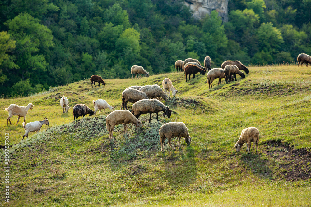 Obraz premium Mountain goats grazing in the Carpathian Mountains of Romania. The happy goat runs on the steep rocks.