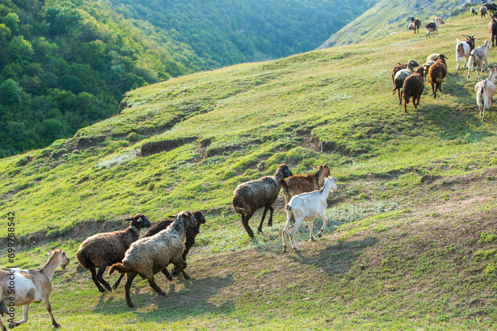Fototapeta premium Mountain goats grazing in the Carpathian Mountains of Romania. The happy goat runs on the steep rocks.