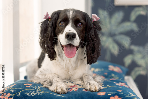 happy springer spaniel with tongue out sitting on blue floral pillows with pink bows in ears