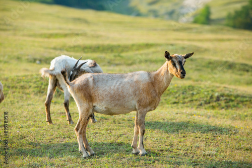 Mountain goats grazing in the Carpathian Mountains of Romania. The happy goat runs on the steep rocks.