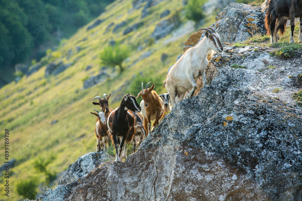 Naklejka premium Mountain goats grazing in the Carpathian Mountains of Romania. The happy goat runs on the steep rocks.