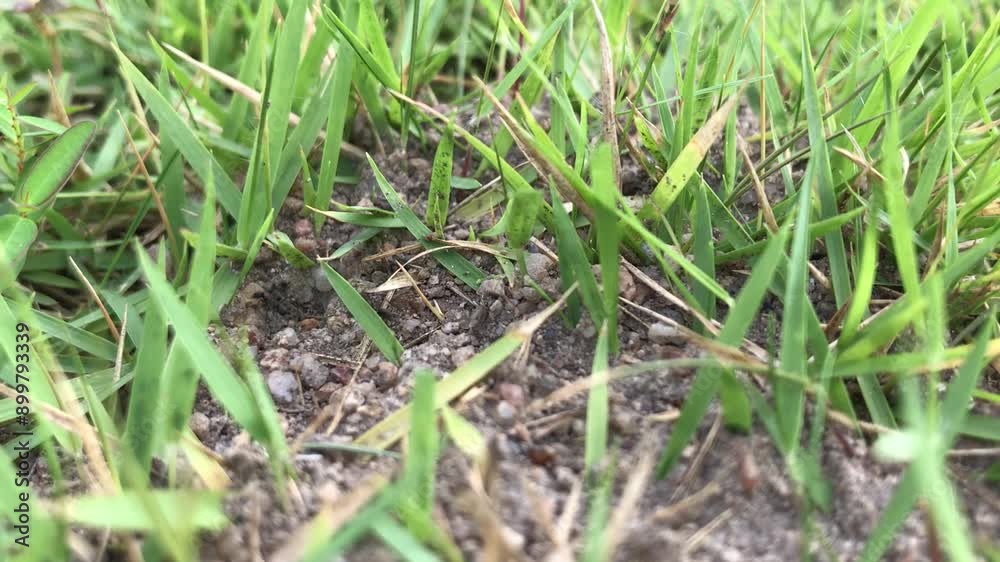 Watch the ants work together at the nest entrance up close. Hidden in the grass Watch the ants work together at the nest entrance up close. Hidden in the grass