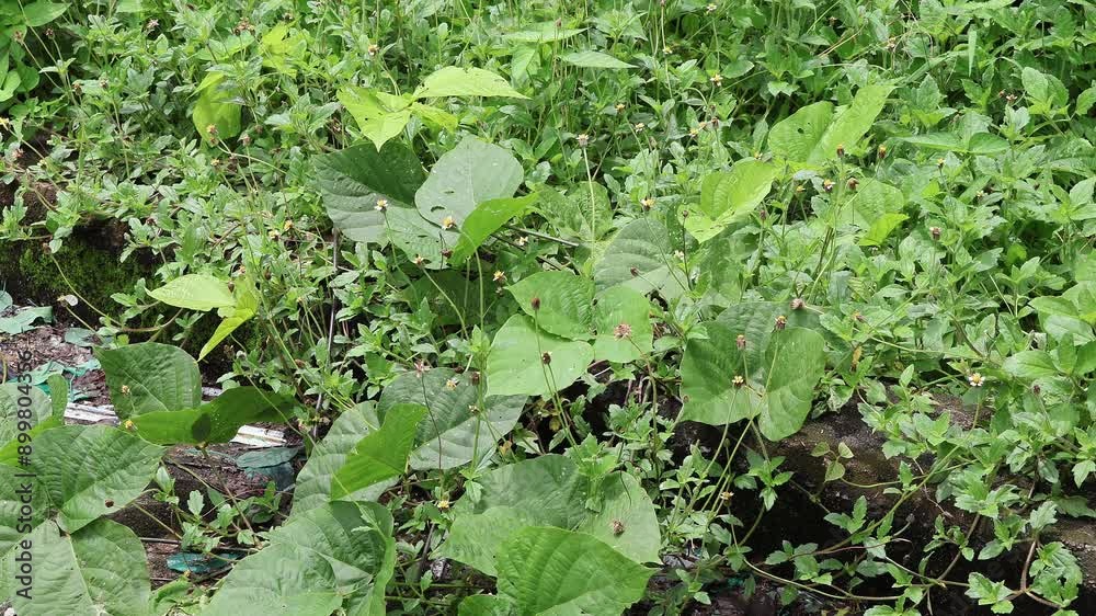 Butterfly and leaves in the garden, Yellow Butterfly on a flower in the garden, nature footage green leaves Butterfly and leaves in the garden, Yellow Butterfly on a flower in the garden, nature footage green leaves