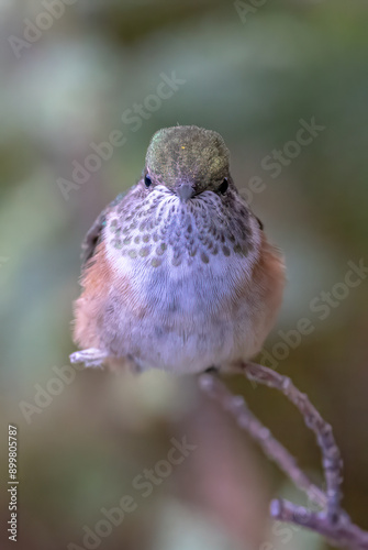 Broad-tailed hummingbird in natural environment (not in captivity)