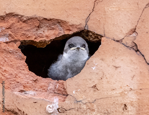 Violet-green swallow, young of the year, perching near nest
