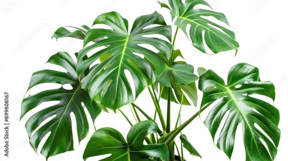 Monstera trees have a newborn and three adult leaves. planted in a white pot work Die-Cut AI generated Monstera trees have a newborn and three adult leaves. planted in a white pot work Die-Cut AI generated