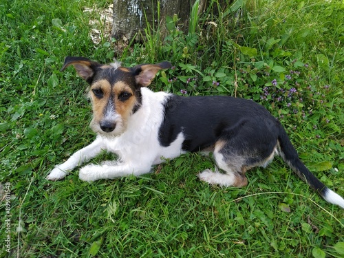 Curious Jack Russell Terrier dog Standing in a Vibrant Green Meadow on a Sunny Day. Playful dog at morning walking.