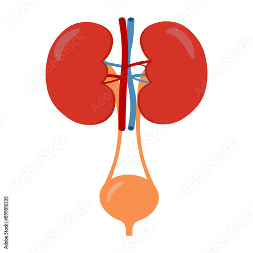 Kidneys And Bladder Human Internal Organ Urinary system anatomy