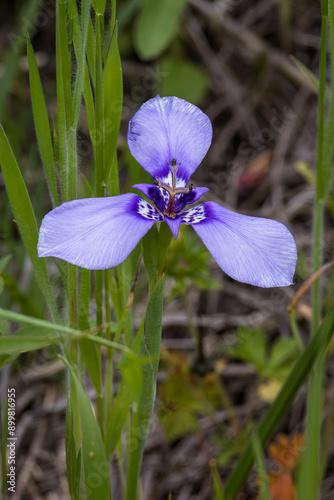 Prairie Nymph, Herbertia lahue photo