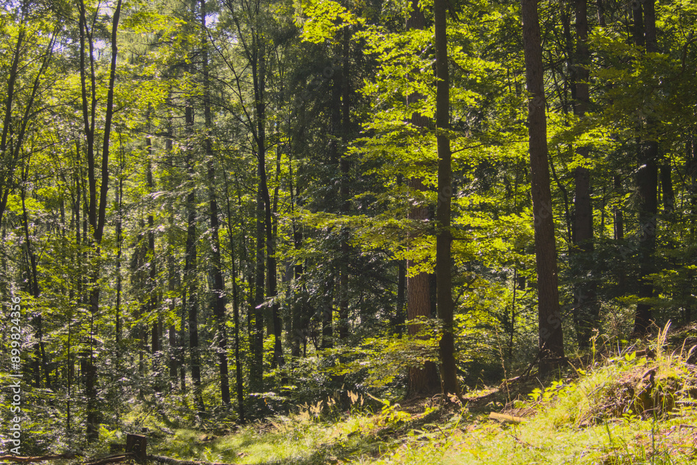 Fototapeta premium Green temperate wild forest in summer in sunlight, green grass and trees as illustration of love to nature and calmness and relaxation, quiet place, walking outdoors