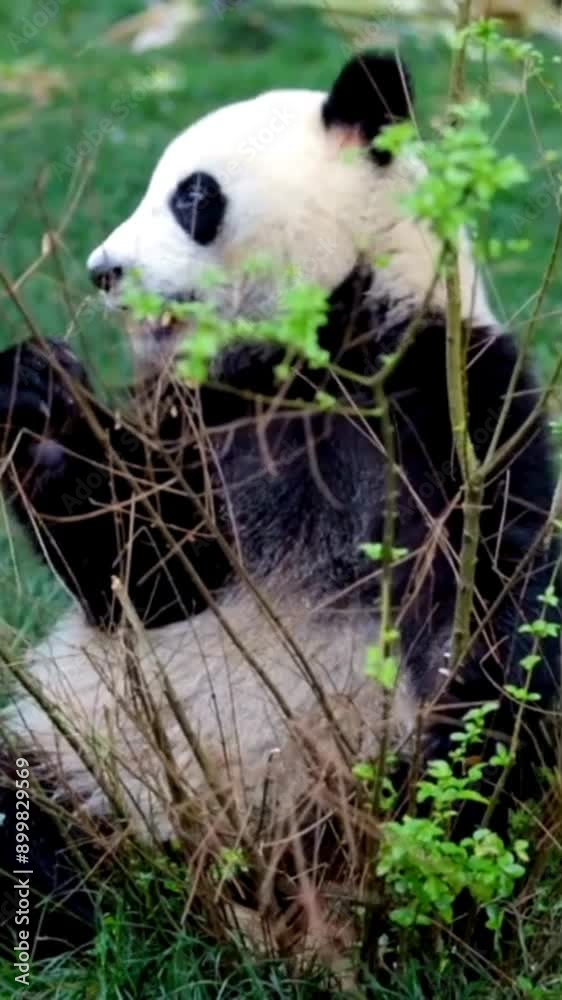 Giant panda eating bamboo. Wild animal in the forest. Panda bear Giant panda eating bamboo. Wild animal in the forest. Panda bear