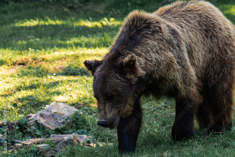 Brown bear (Ursus arctos) in the forest Brown bear (Ursus arctos) in the forest