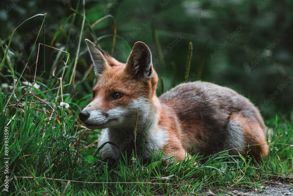 Young fox laying in the grass Young fox laying in the grass