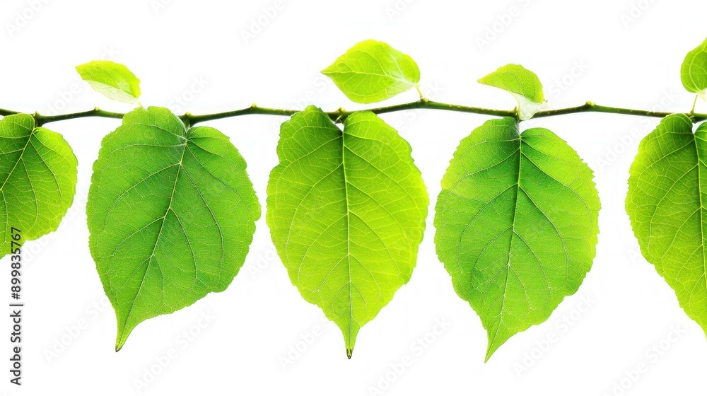 Naklejka premium Green leaves isolated on white background AI generation