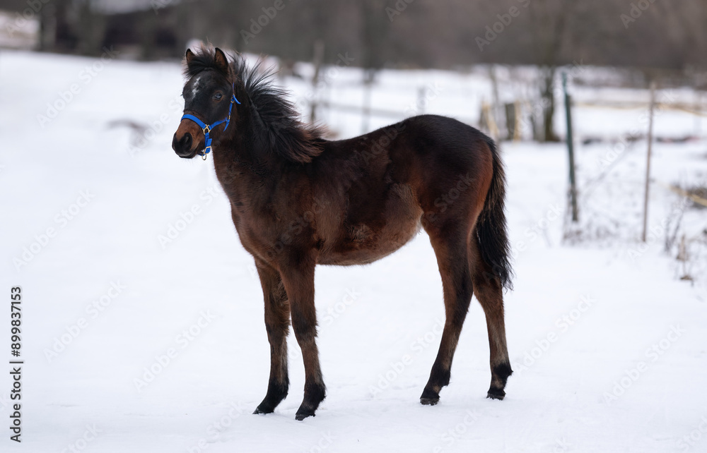 Young brown Arabian horse foal standing on snow covered landscape, thick fur due to cold weather, view from side Young brown Arabian horse foal standing on snow covered landscape, thick fur due to cold weather, view from side