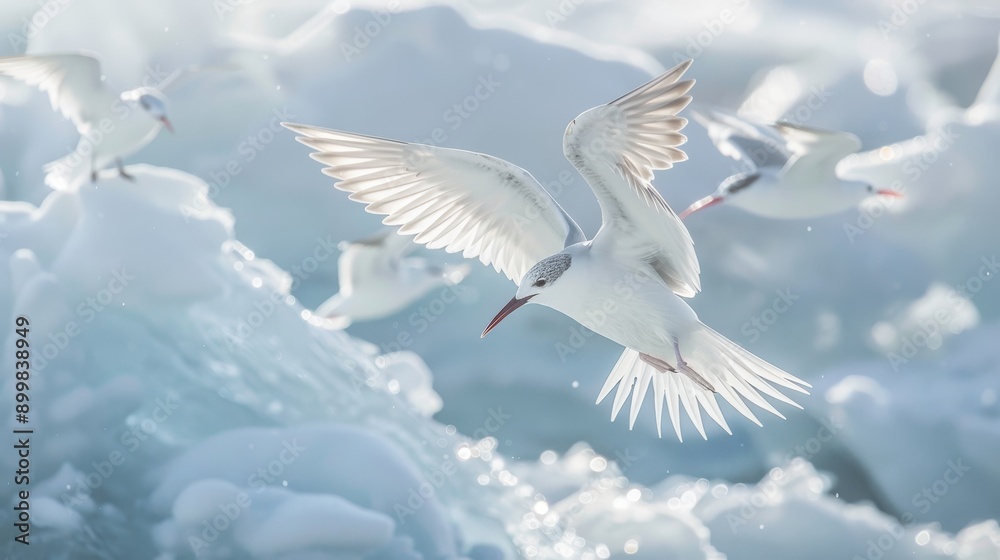 Fototapeta premium A flock of seagulls flying over a frozen lake