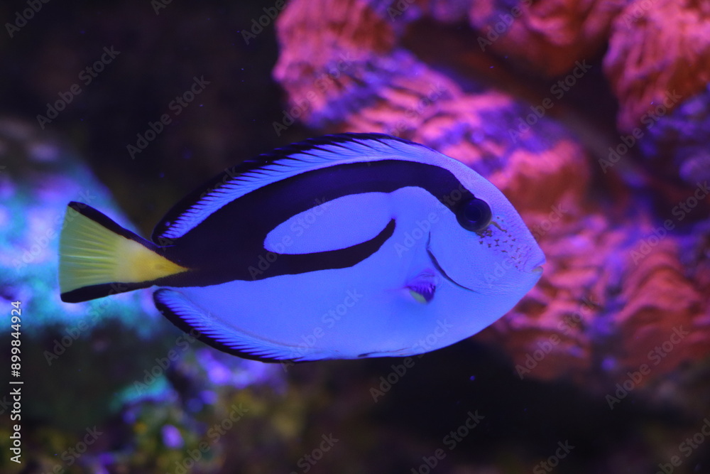 blue tang fish ( fancy fish) swim in the water blue tang fish ( fancy fish) swim in the water