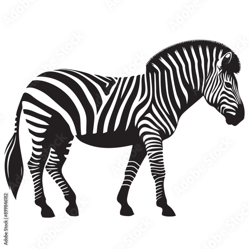  zebra Silhouette vector white back ground
