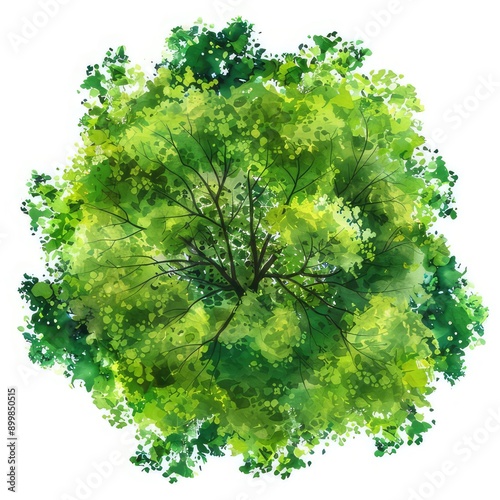 Vector watercolor of green tree top view isolated on white background for landscape layout plan and architecture drawing, elements for environment and garden,blooming botanical elements
 photo