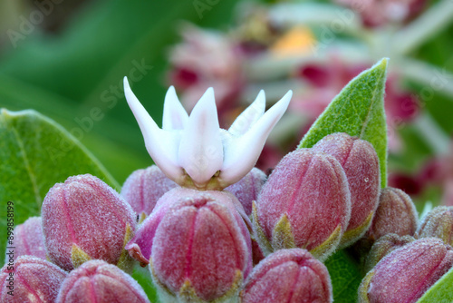 Showy Milkweed Profile 01 photo