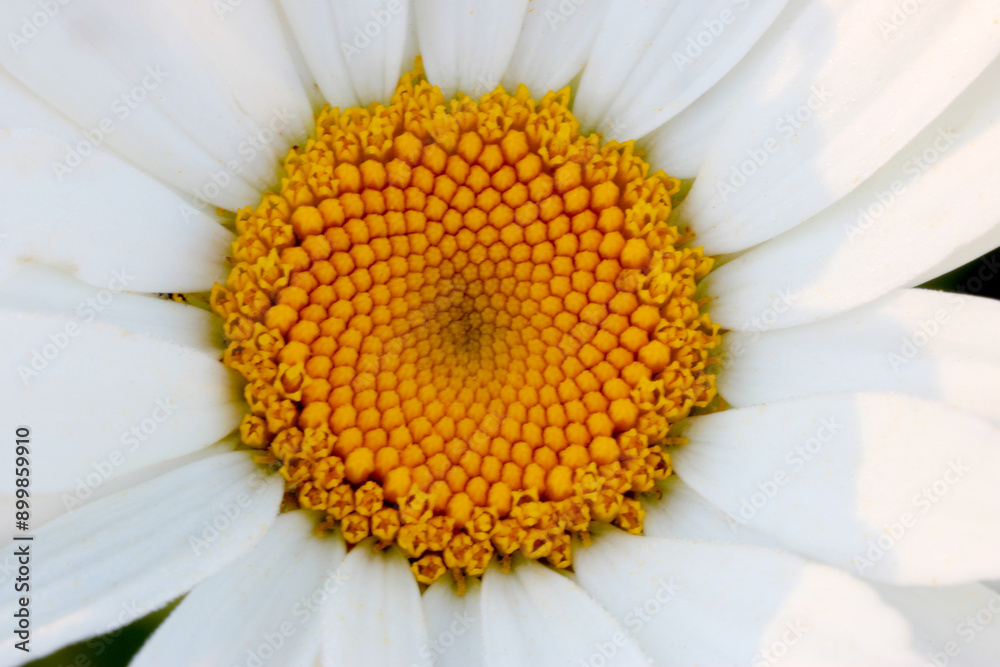 Obraz premium Shasta Daisy Golden Mandala 01