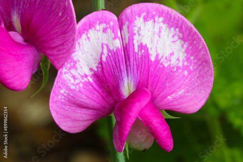 Sweet Pea Blossom 01 photo