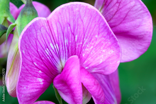 Sweet Pea Blossom 03 photo