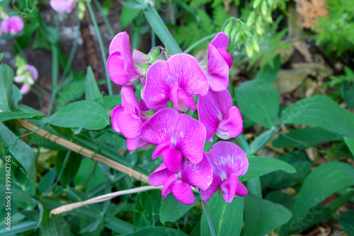 Pink Pea Blossom Cluster 02 photo