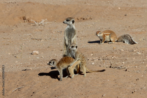 Mweerkat (Suricate) in the Auob dry riverbed at Urikaruus, Kgalagadi.