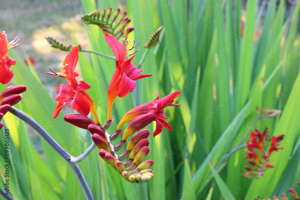 Montbretia Crocosmia Red 07 Montbretia Crocosmia Red 07