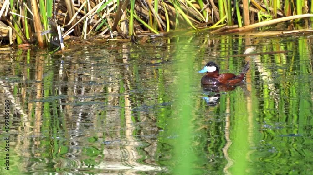 Ruddy Duck Pair in Slow Motion on a Beautiful Canadian Lake in Summer
Ruddy Duck Pair in Slow Motion on a Beautiful Canadian Lake in Summer