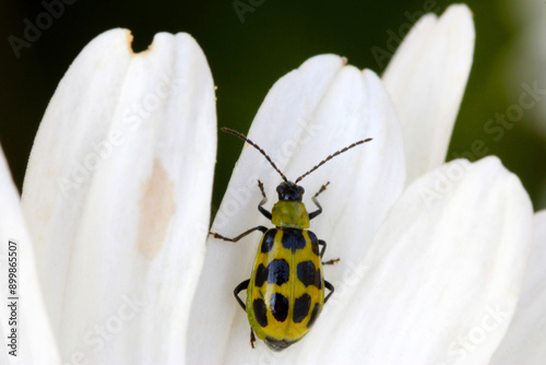 Spotted Cucumber Beetle 02 photo