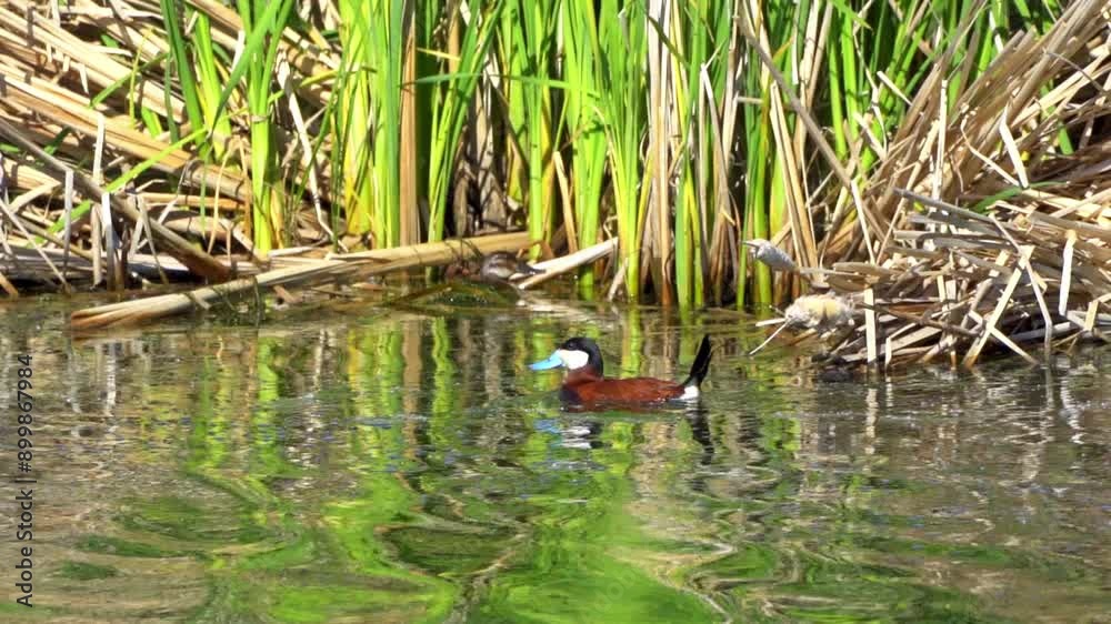 Ruddy Duck Pair in Slow Motion on a Beautiful Canadian Lake in Summer
Ruddy Duck Pair in Slow Motion on a Beautiful Canadian Lake in Summer