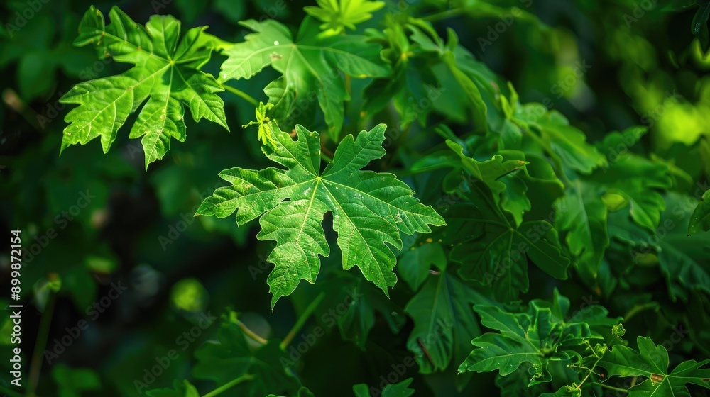 Fototapeta premium Beautiful Green Papaya Leaves