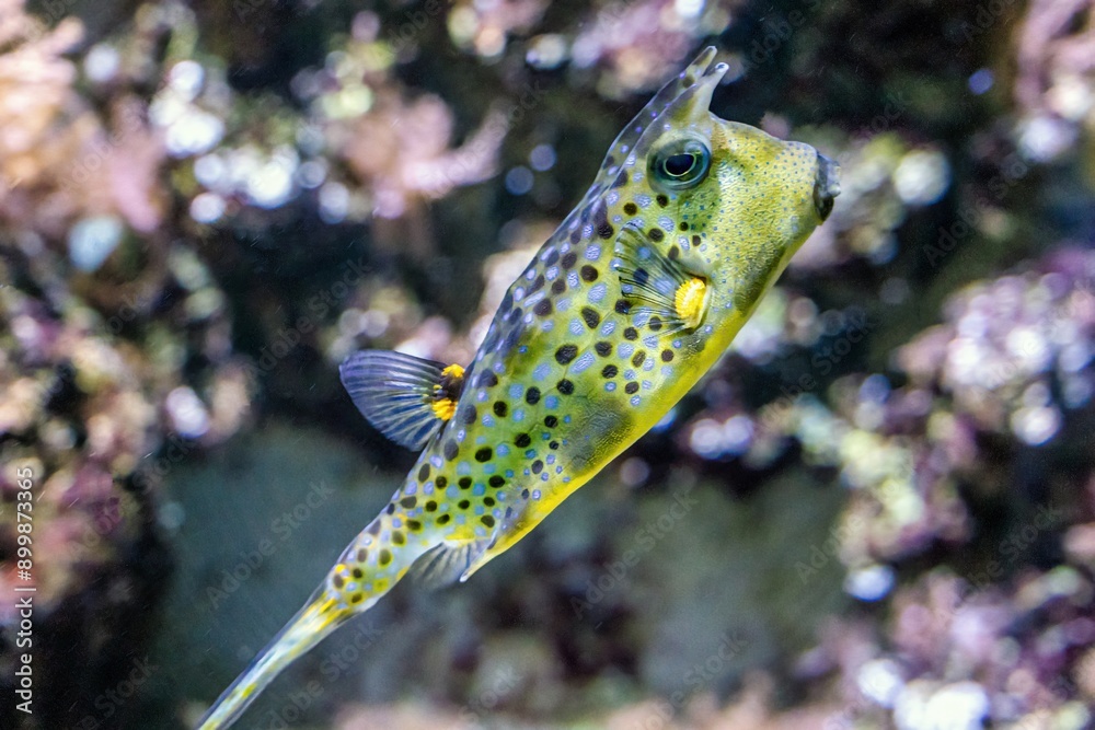close up of a tropical fish