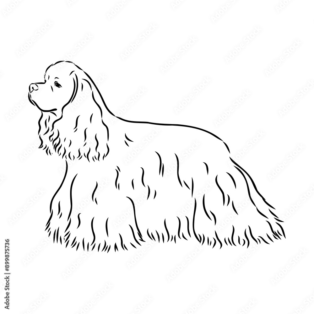 Vector illustration of an American Cocker Spaniel isolated on a white background. Vector illustration of an American Cocker Spaniel isolated on a white background.