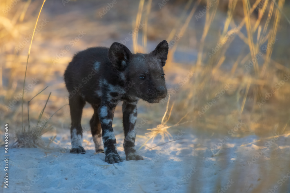 Portrait, close up of baby cute African Wild Dog, Lycaon pictus, african painted dog. Moremi game reserve, Botswana. 