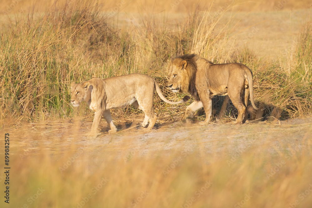 Naklejka premium Family of African lion (Panthera leo), male with female lion, Moremi game reserve, Botswana, Captivating images of Africa's lions, Experience the the wild essence of the continent.