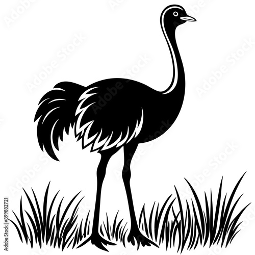 Ostrich in grass white background photo