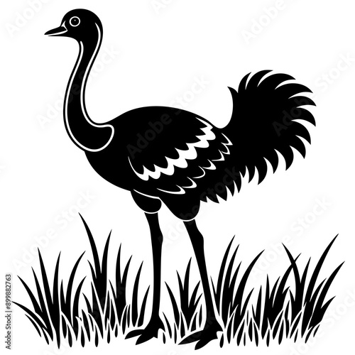 Ostrich in grass white background