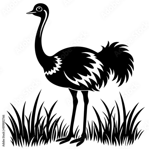 Ostrich in grass white background photo