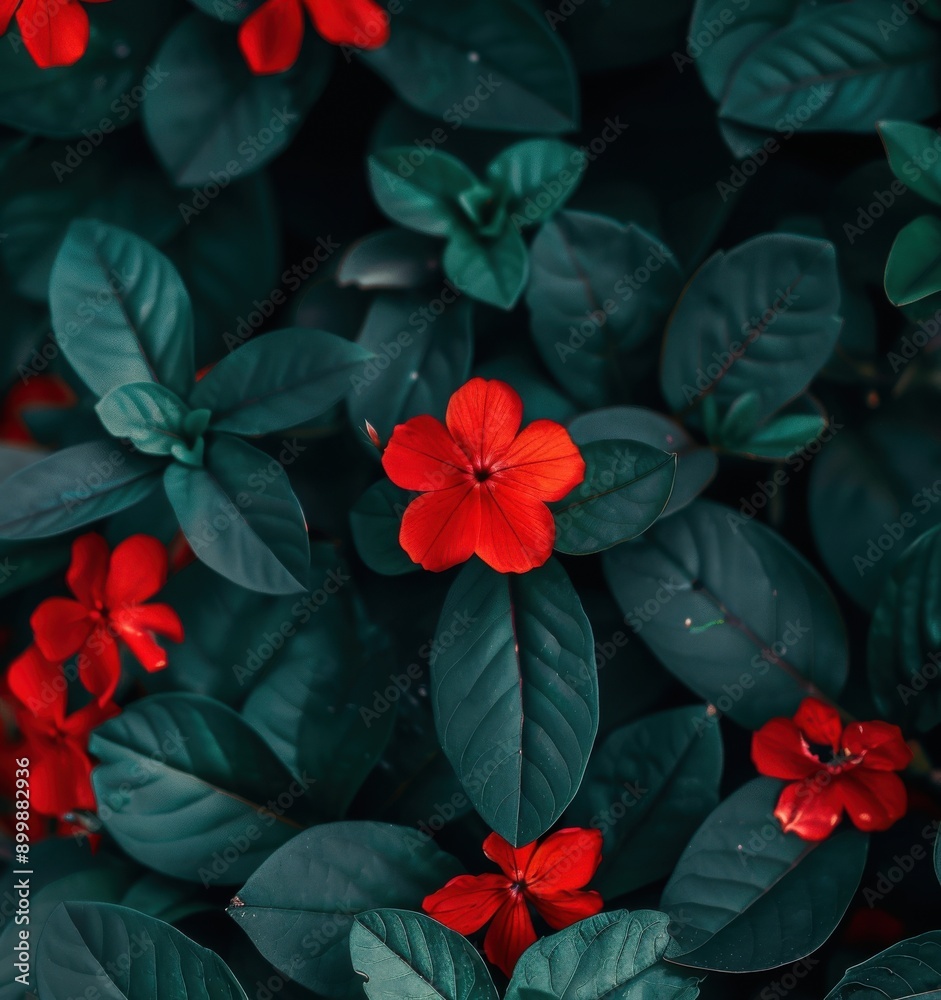 small red flowers and dark green leaves with a blurry background small red flowers and dark green leaves with a blurry background