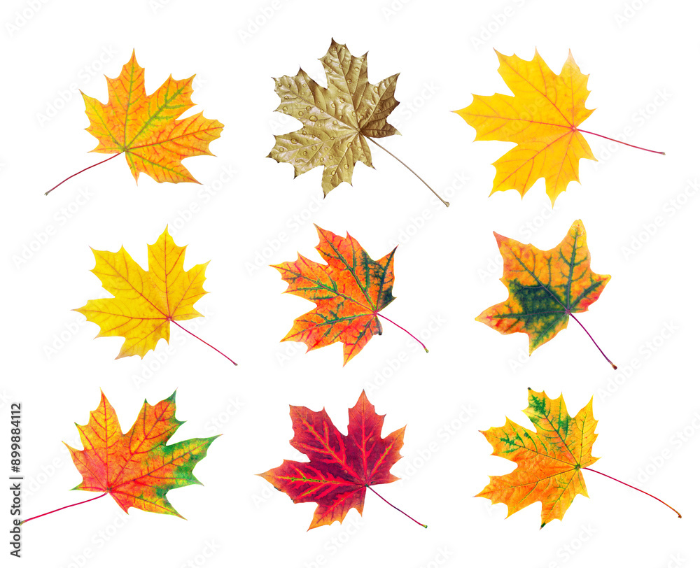 Fototapeta premium set of colorful autumn maple leaves isolated on white