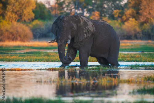 Elephants in Moremi game reserve Africa, Family of Elephants , Elephants taking a bath in a water poolwith mud, eating green grass. African Elephants in landscape, green Africa, Botswana photo