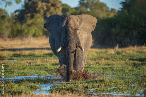 Elephants in Moremi game reserve Africa, Family of Elephants , Elephants taking a bath in a water poolwith mud, eating green grass. African Elephants in landscape, green Africa, Botswana photo