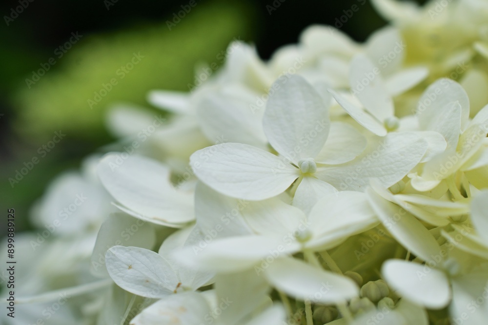 Weiße Hortensie in Blüte, Nahaufnahme Weiße Hortensie in Blüte, Nahaufnahme