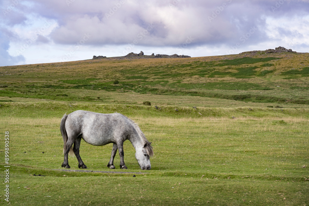 Obraz premium Grazing grey Dartmoor pony