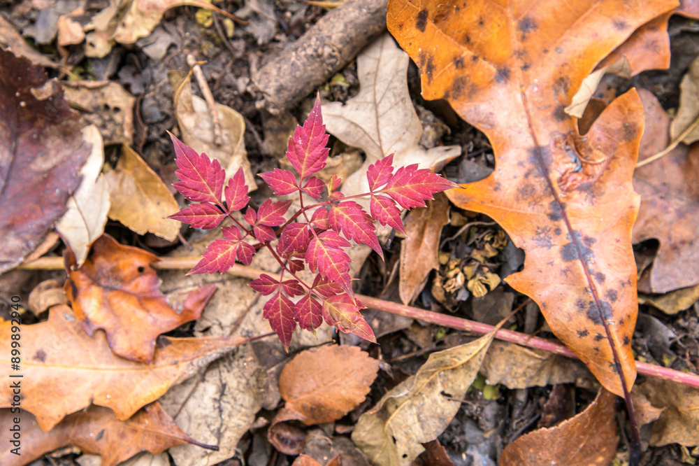 Pepper vine and fallen leaves on Suwannee River floodplane floor Pepper vine and fallen leaves on Suwannee River floodplane floor