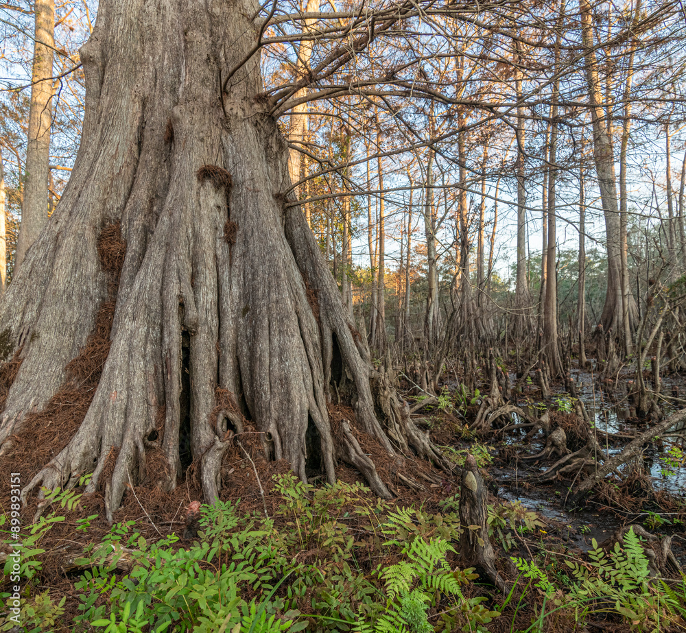 Fluted base of Pond Cypress trees in slough at Indian Lake State park, Florida Fluted base of Pond Cypress trees in slough at Indian Lake State park, Florida